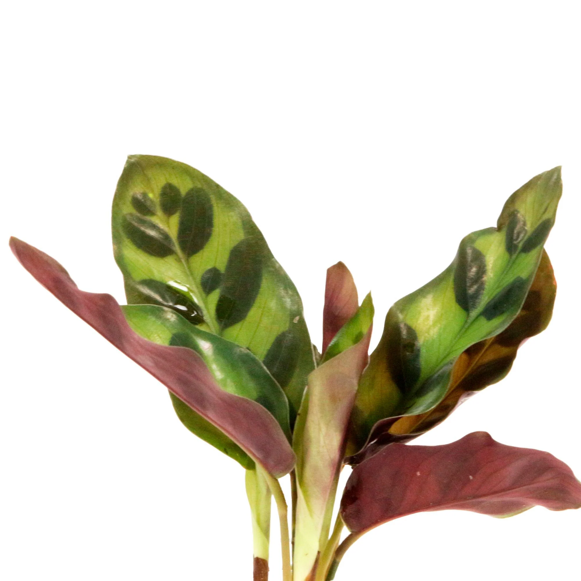 Miniature 2