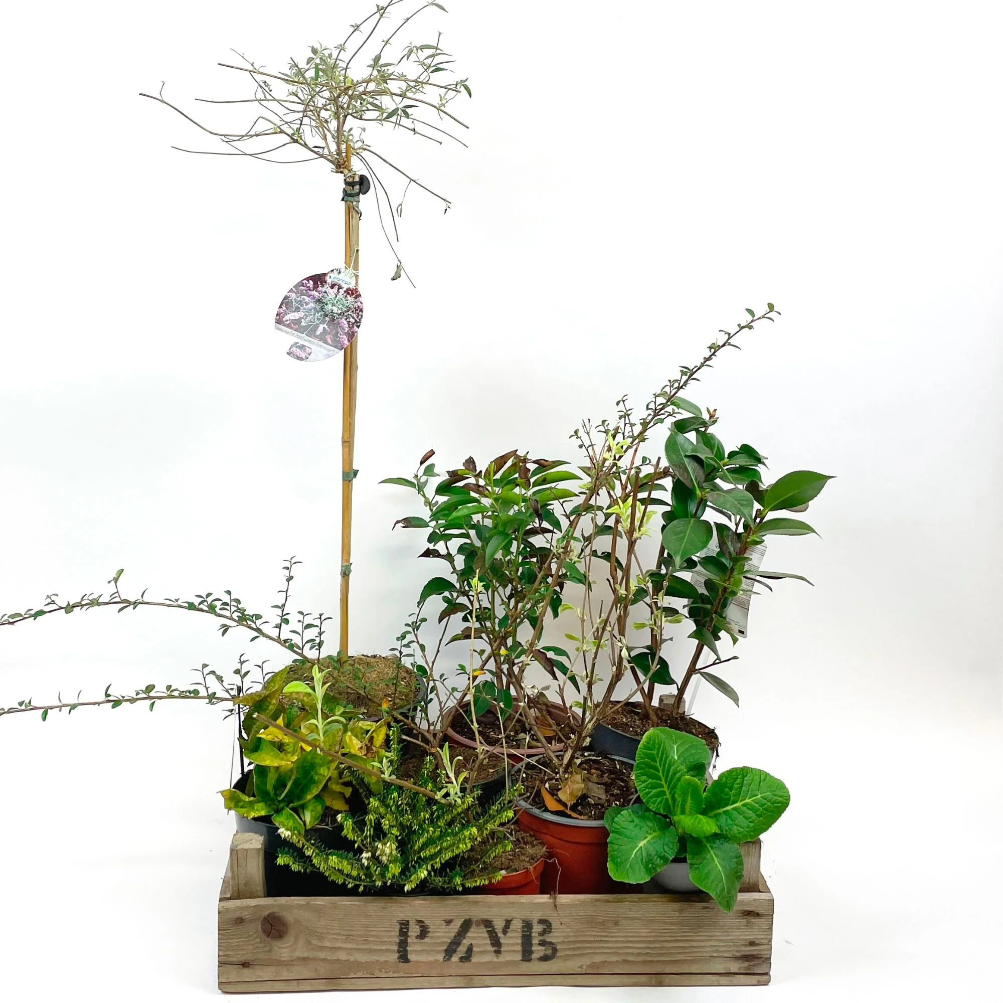 Miniature 2