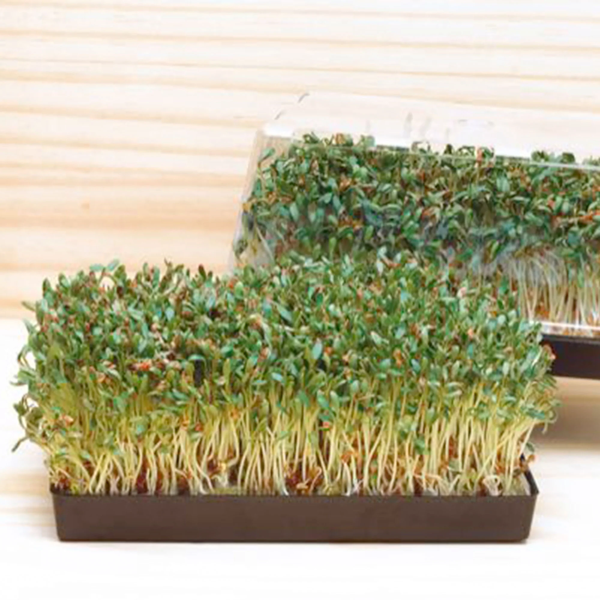 Miniature 1