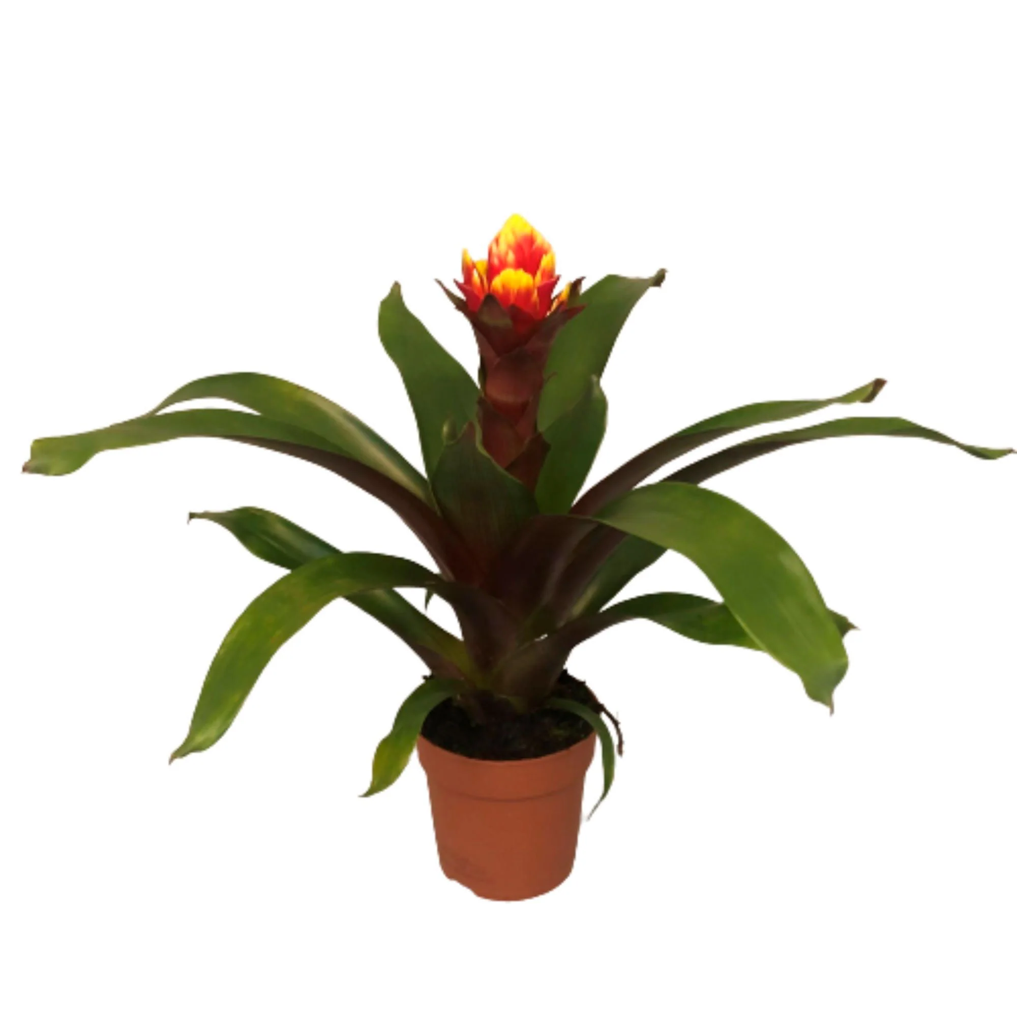 Miniature 1