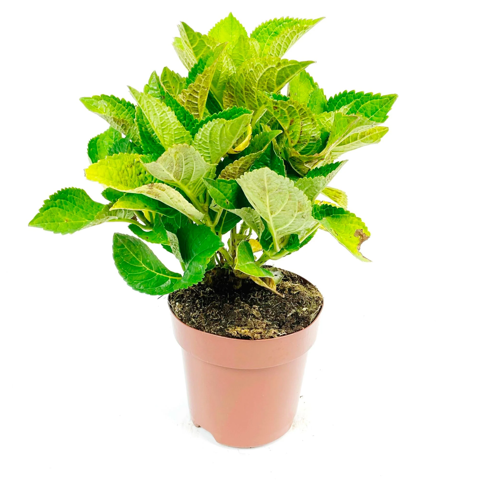 Thumb 4
