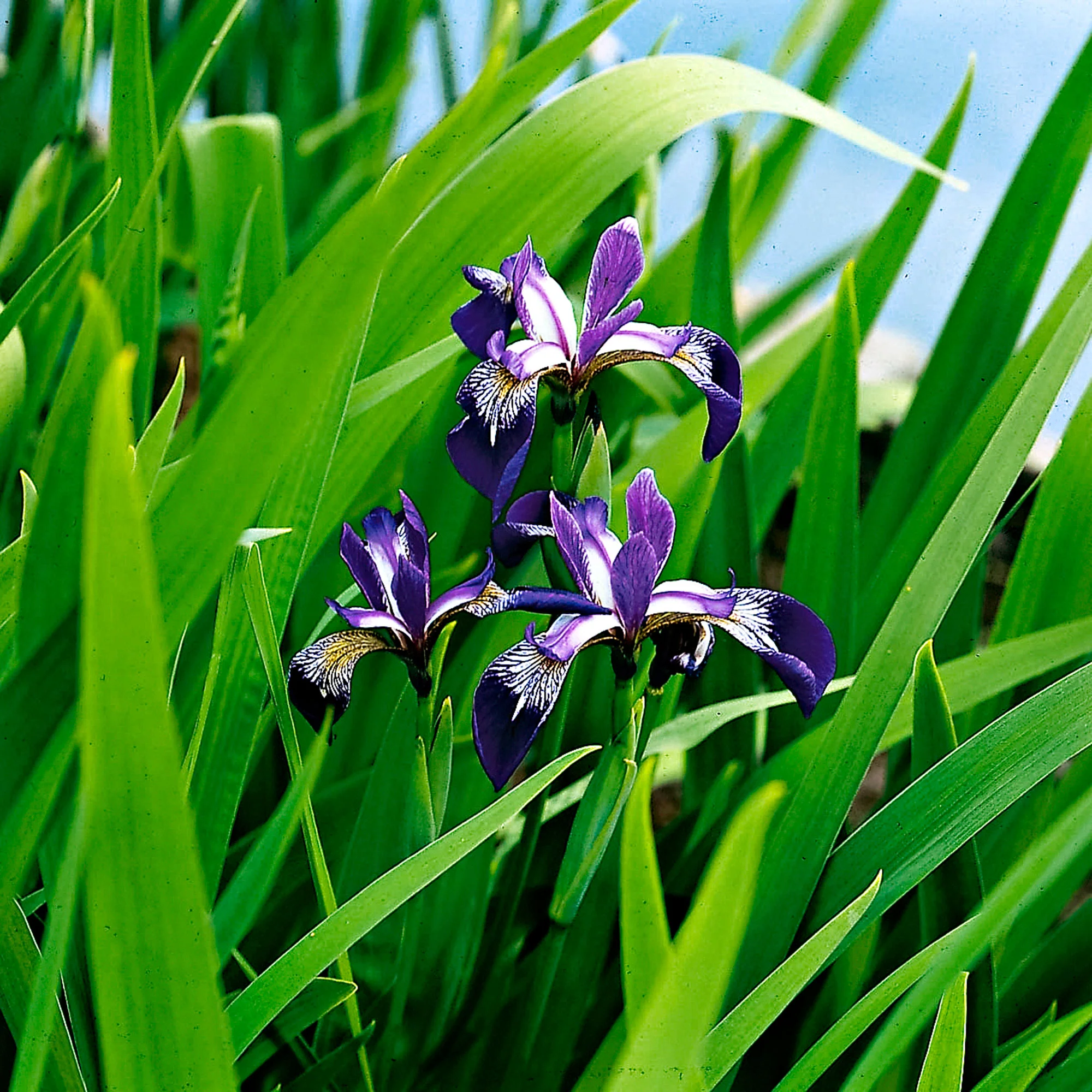 Miniature 2