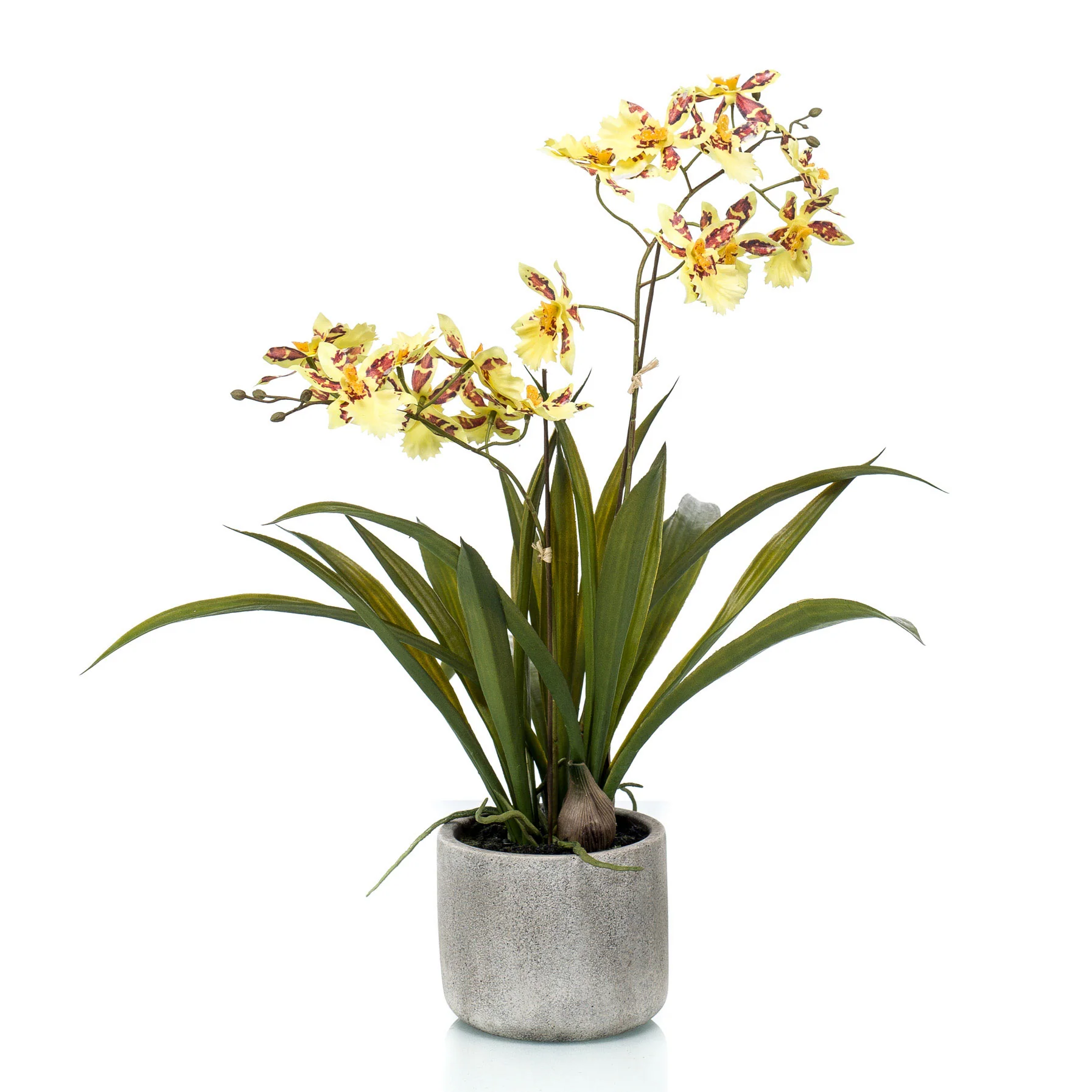 Miniature 2