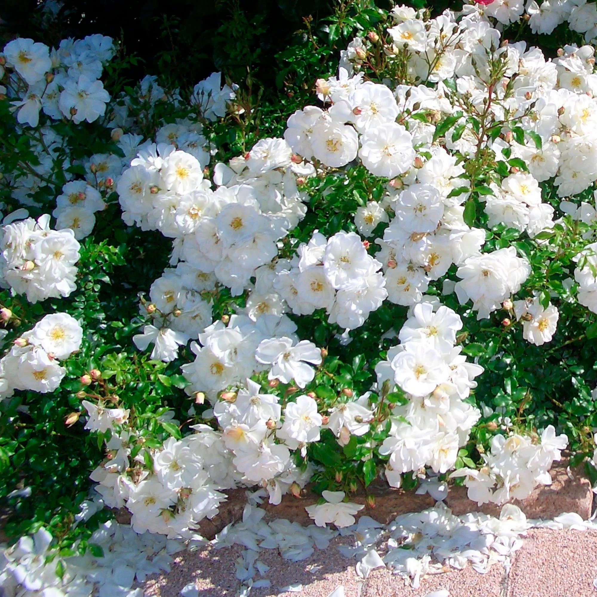 Miniature 2