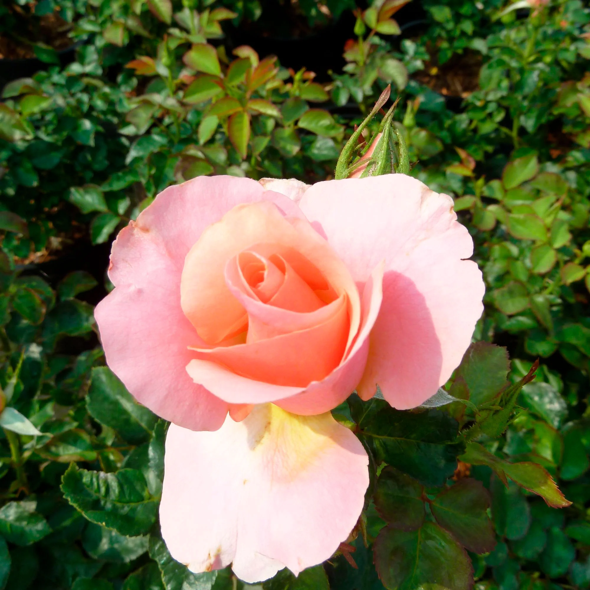 Miniature 1